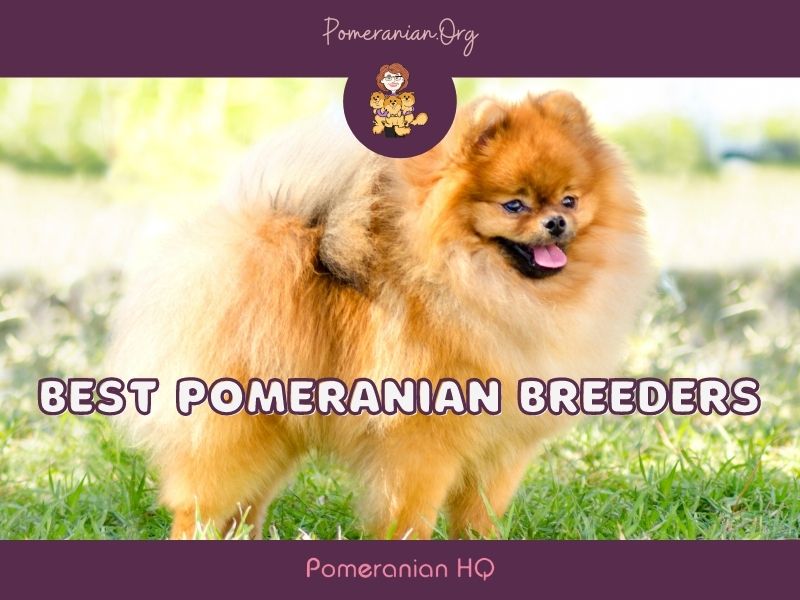 Best Pomeranian Breeders