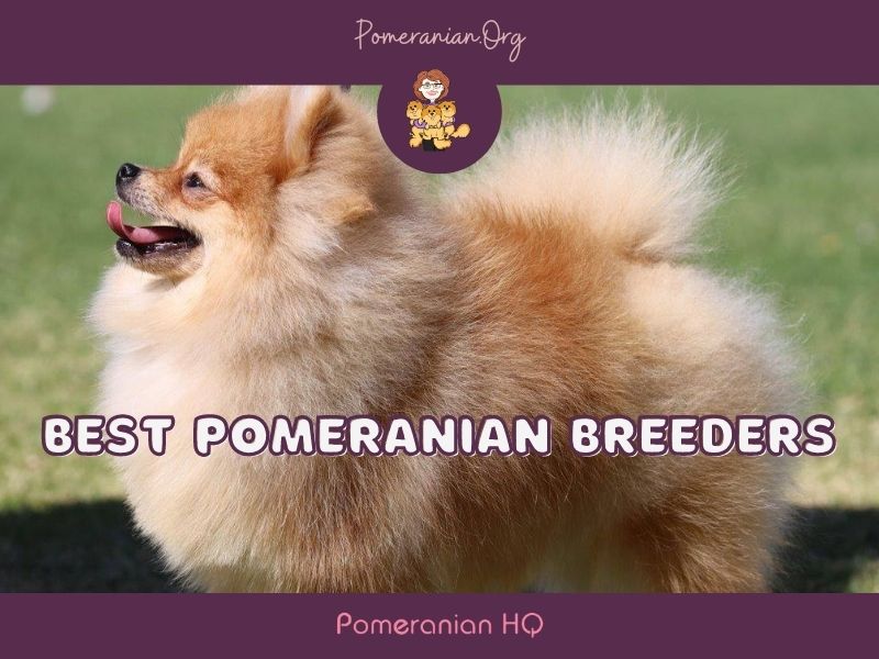 Best Pomeranian Breeders