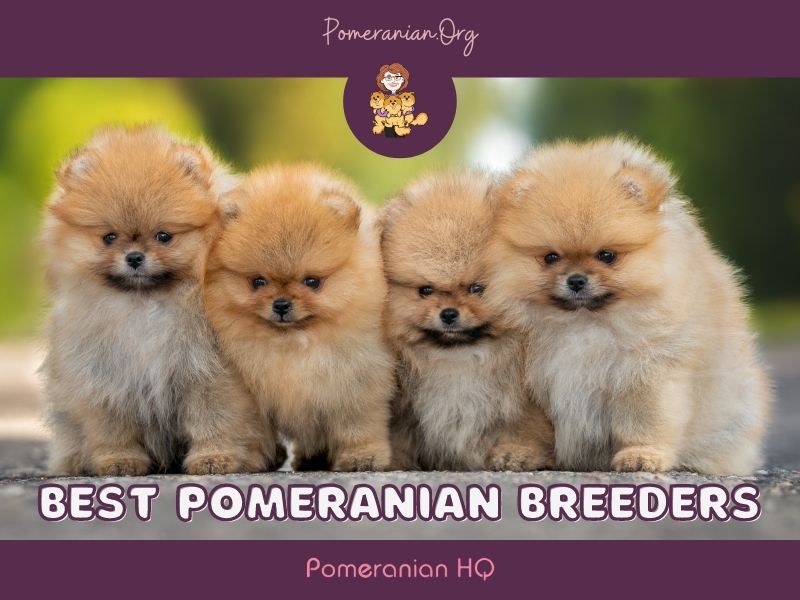 Purebred pomeranian 2024 for sale