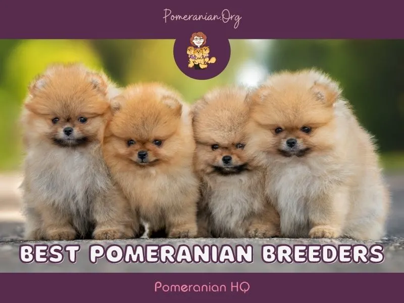 Best Pomeranian Breeders. Pomeranian Puppies for Sale from Reputable, Legit Pomeranian  Breeders