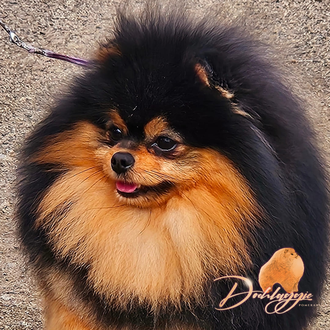 Black and Tan Pomeranian