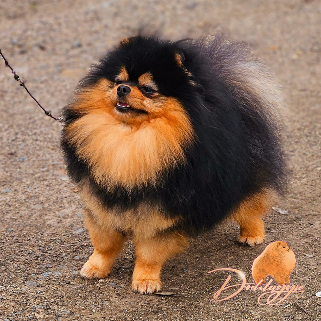 Black and Tan Pomeranian