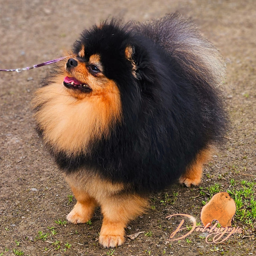 Black and Tan Pomeranian