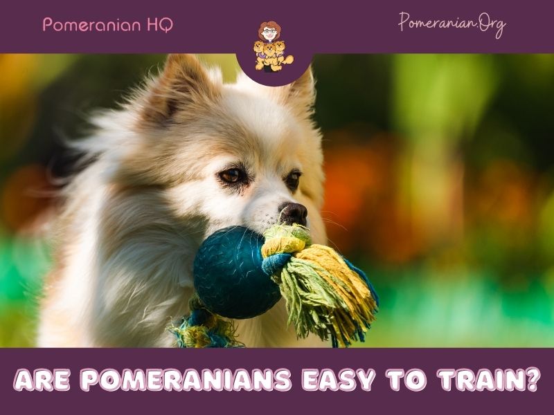 Are Pomeranians Easy to Train?