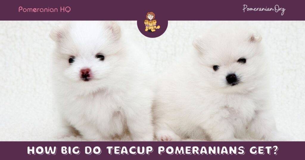 How Big Do Teacup Pomeranians Get?