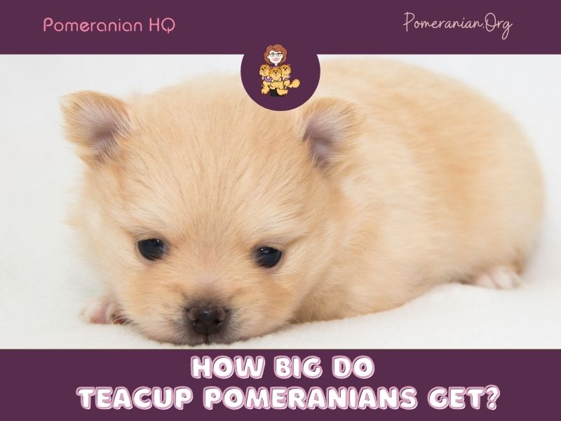 How Big Do Teacup Pomeranians Get?