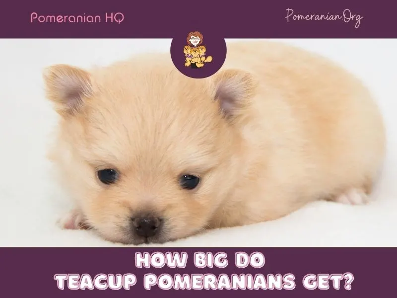 how big do teacup puppies get