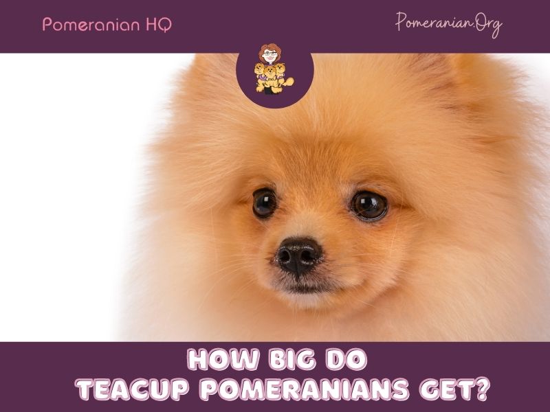 Grown sales teacup pomeranian