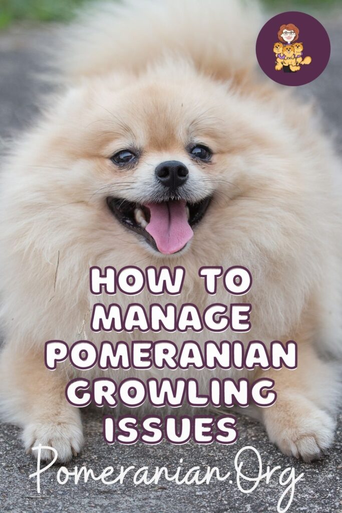 How to Manage Pomeranian Growling Issues