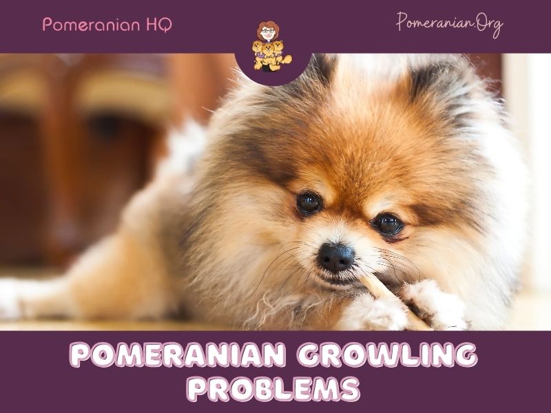 Pomeranian Growling