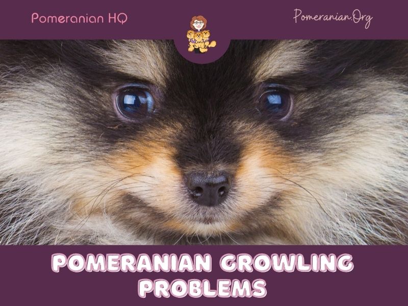 Pomeranian Growling Problems