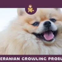 Pomeranian Growling Problems