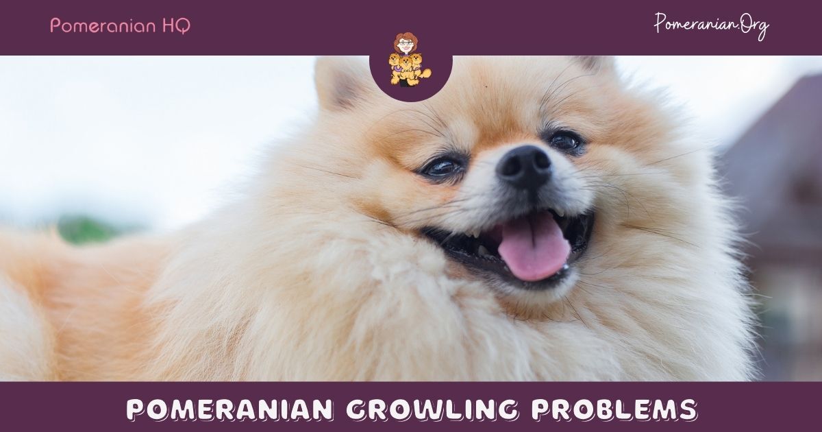 Why Does My Pomeranian Growl at Me? 