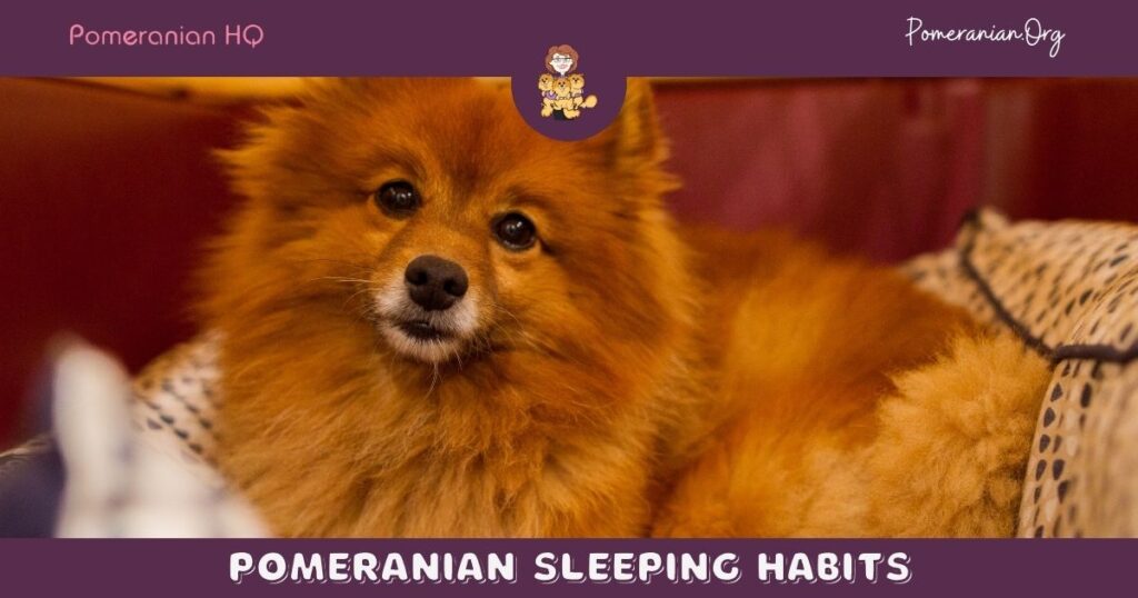 Pomeranian Sleeping Habits