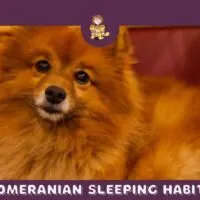 Pomeranian Sleeping Habits