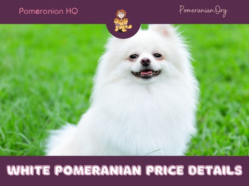 White Pomeranian Price