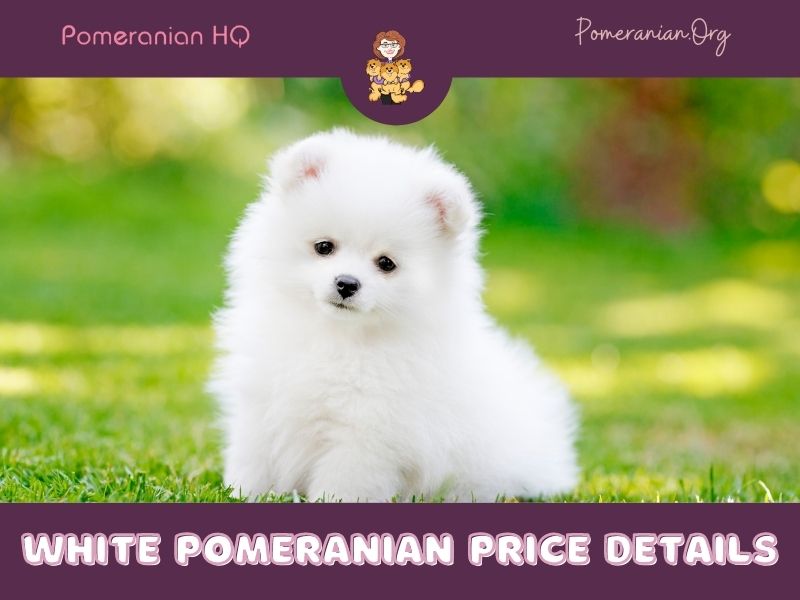 White Pomeranian Price Details