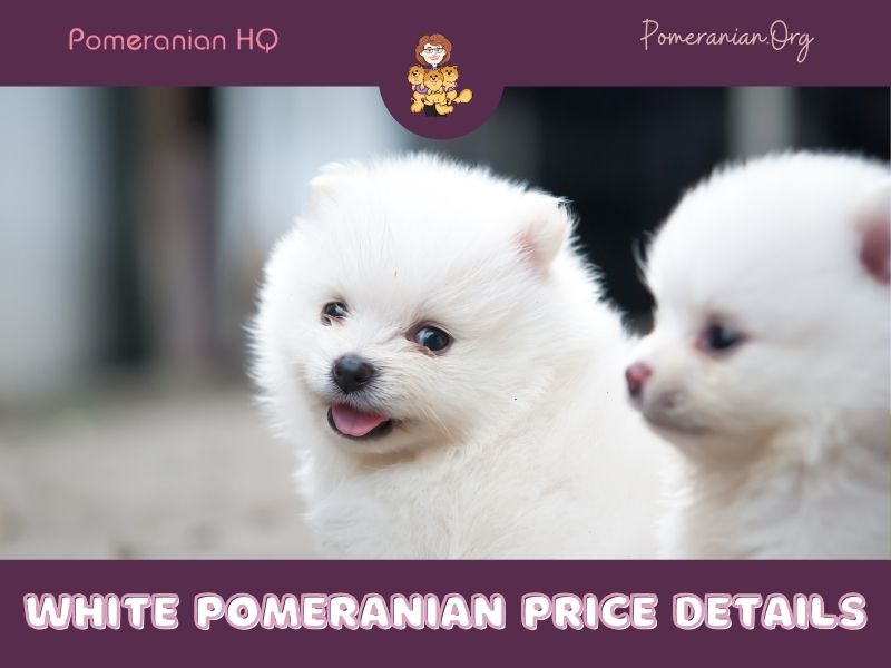 White Pomeranian Price Details