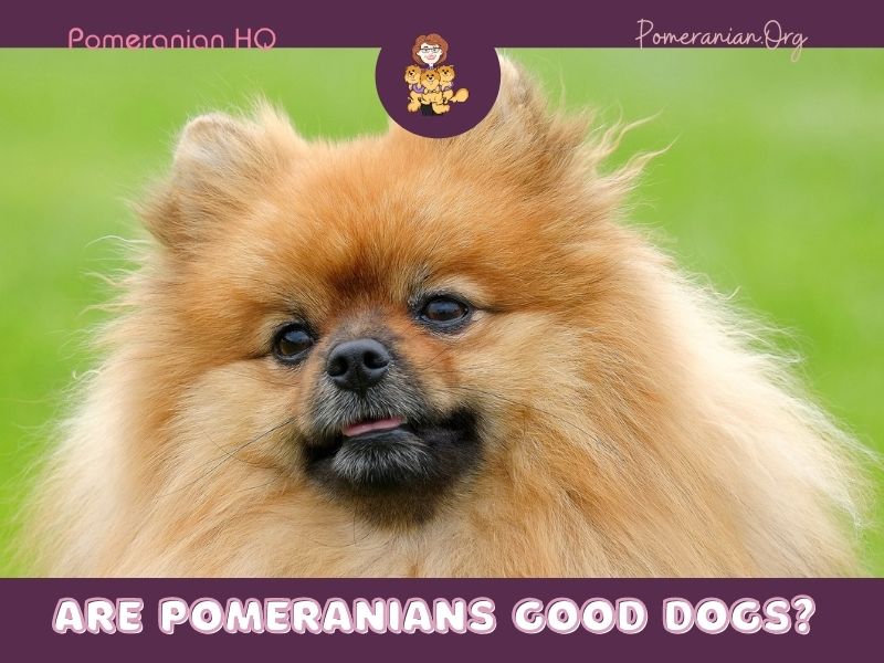 Are Pomeranians Good Dogs?