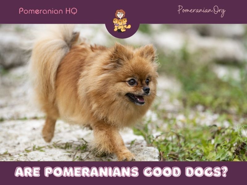 Are Pomeranians Good Dogs?