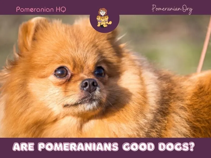 Are Pomeranians Good Dogs?