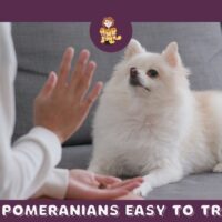 Are Pomeranians easy to train