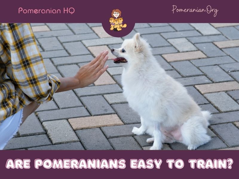 Are Pomeranians Easy to Train?