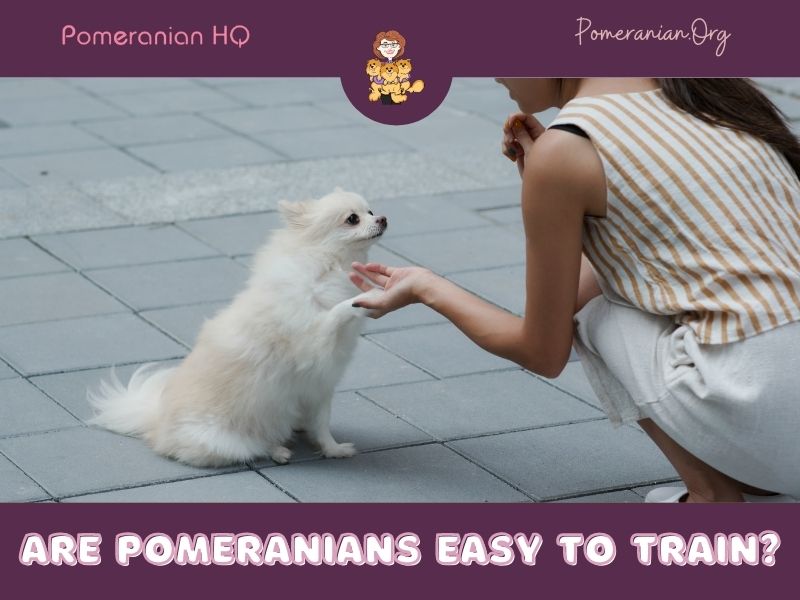 Are Pomeranians Easy to Train?
