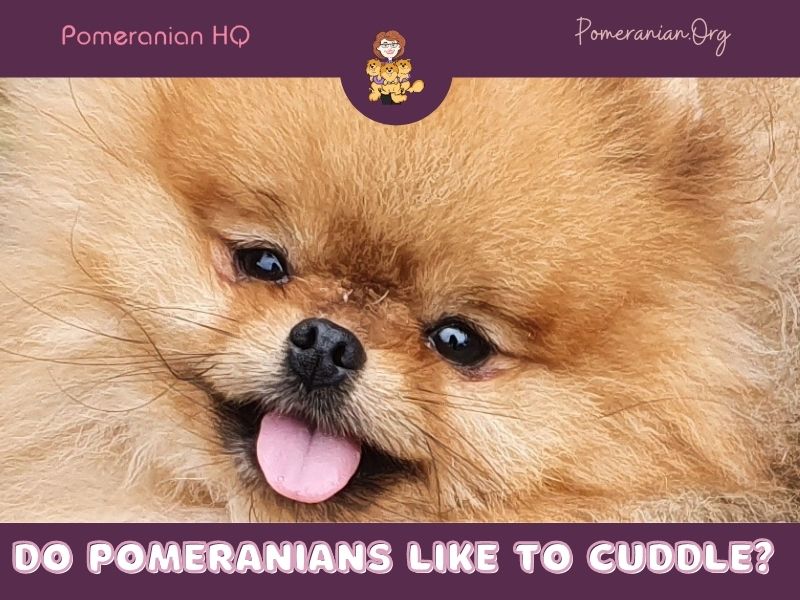 Do Pomeranians Like To Cuddle?