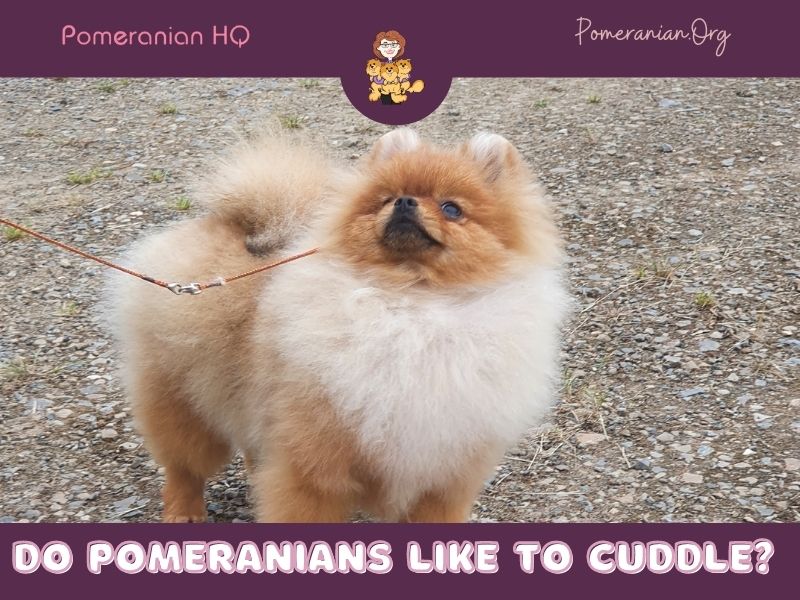 Do Pomeranians Like To Cuddle?