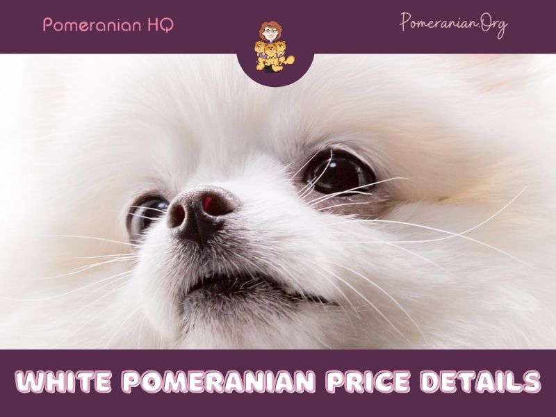 White Pomeranian Price