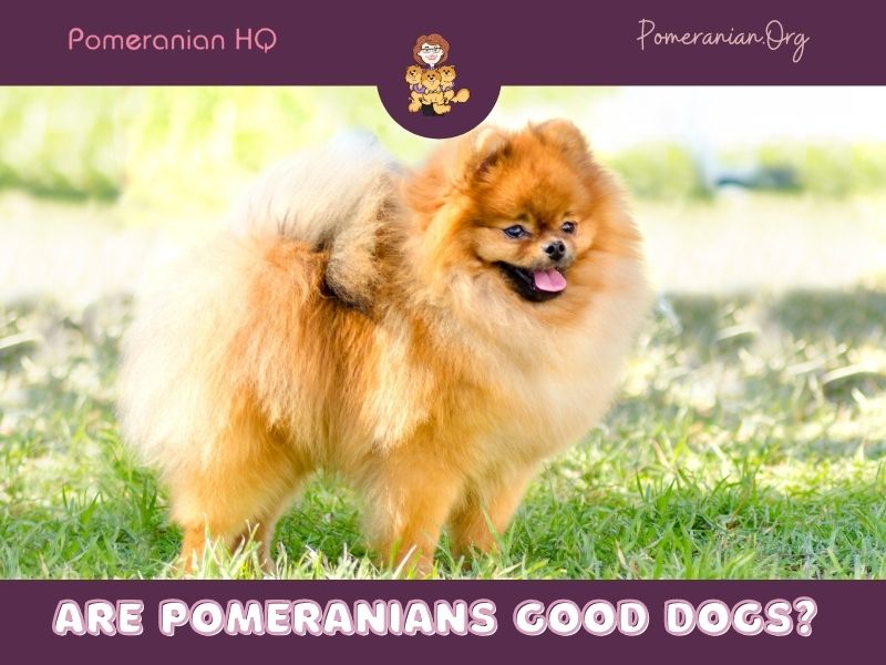 Are Pomeranians good dogs