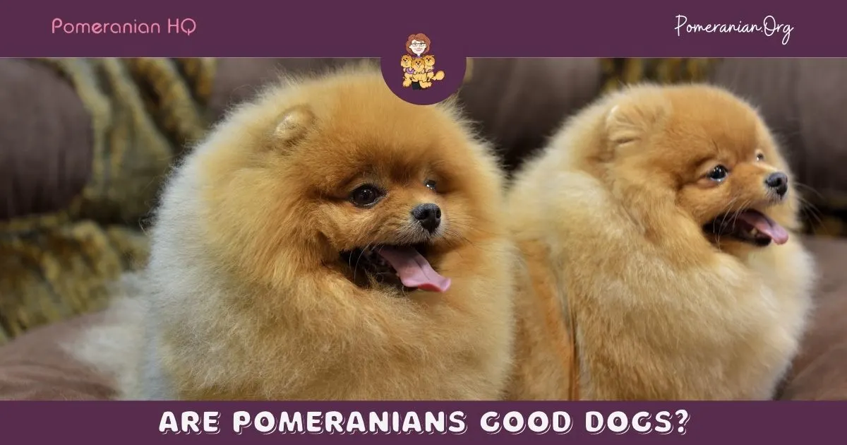 Are pomeranians good dogs