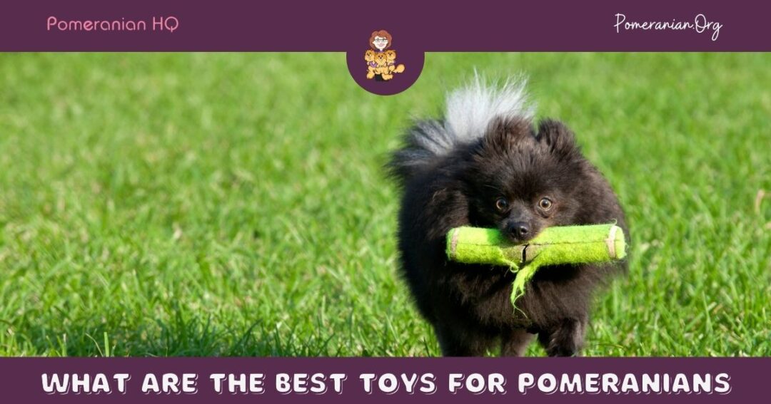 What are the Best Toys for Pomeranians?