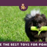 Best Dog Toys for Pomeranians?