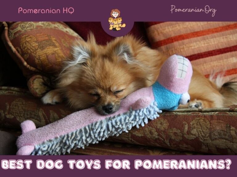 What are the Best Toys for Pomeranians?