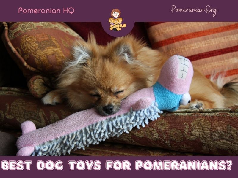 Chew toys for pomeranian puppies best sale