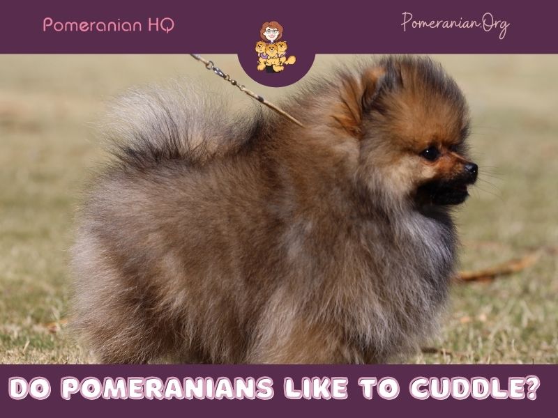 Do Pomeranians Like To Cuddle?