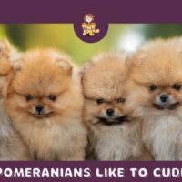 Do Pomeranians Like To Cuddle?