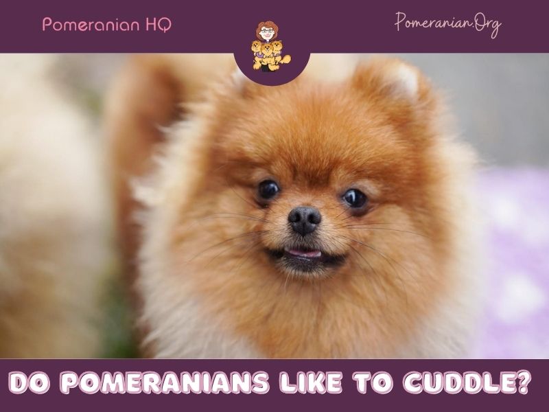 Do Pomeranians like to cuddle?