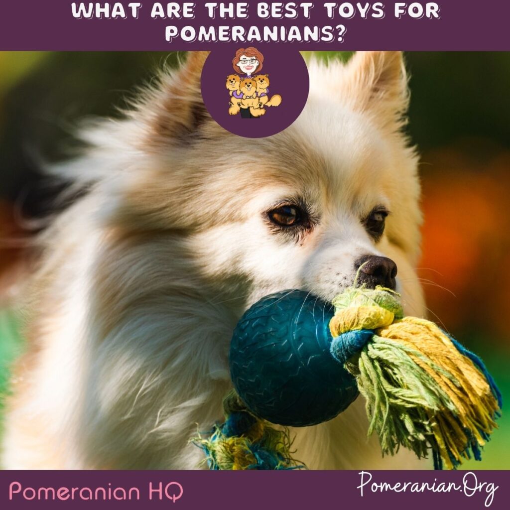 What are the Best Toys for Pomeranians?