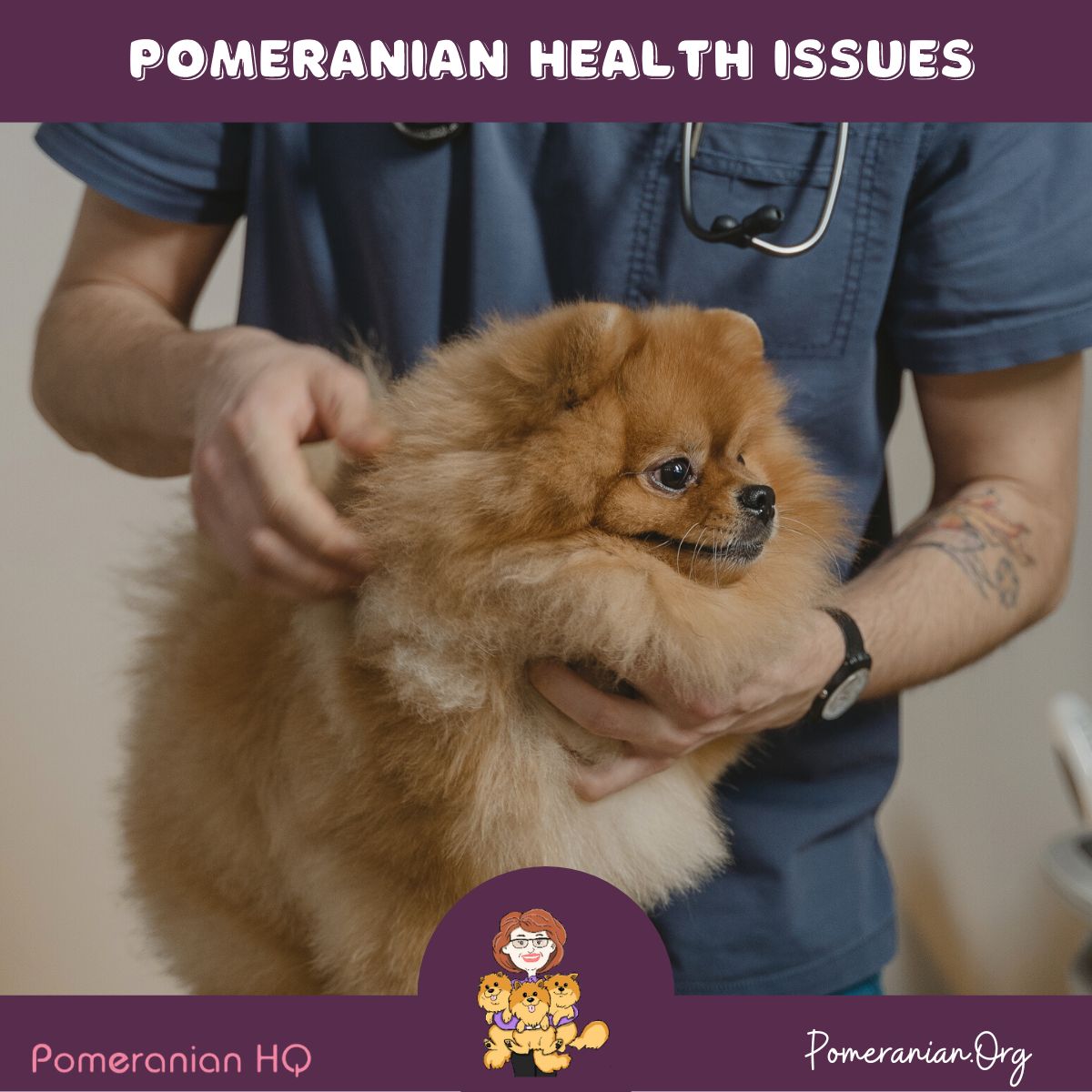 Pomeranian collapsed trachea outlet treatment