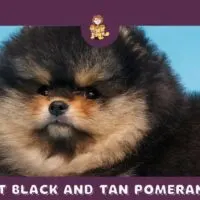 All About Black and Tan Pomeranian Dogs