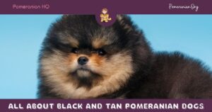 All About Black and Tan Pomeranian Dogs