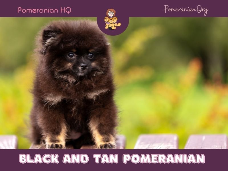 Black and Tan Pomeranian Puppy Colors