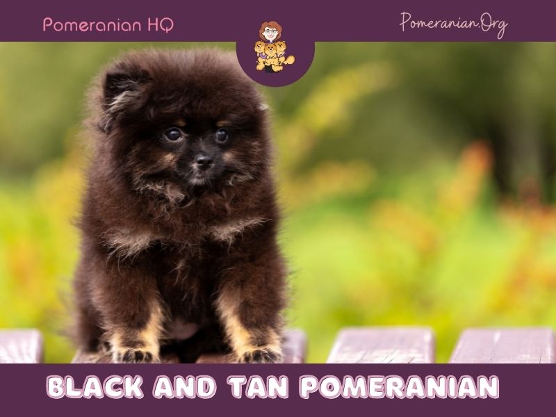 black and brown pomeranian puppies