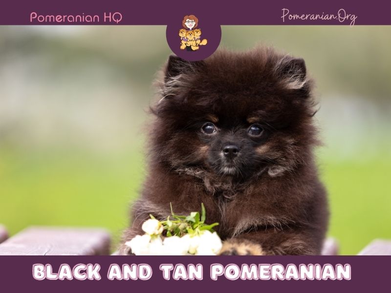 Black and Tan Pomeranian