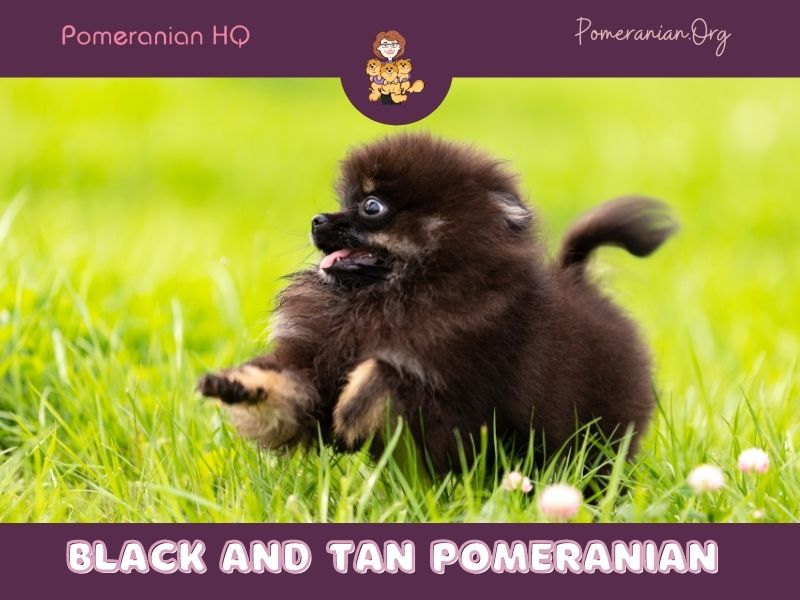 Black and Tan Pomeranian Puppy