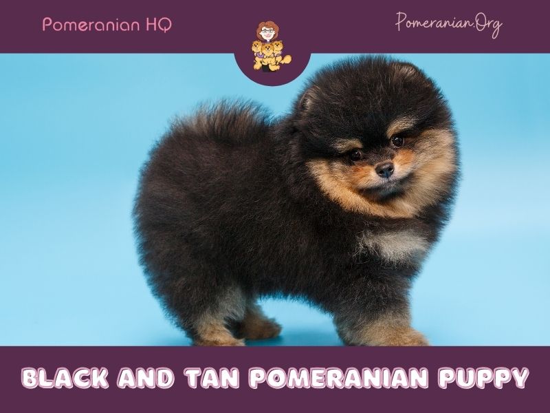 Black and Tan Pomeranian puppy