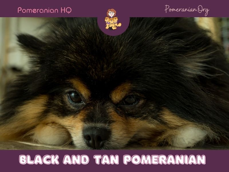 Black and Tan Pomeranian